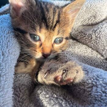 Domestic Short Hair Cats Available for Adoption in Madison, Wisconsin - Marty | PetCurious