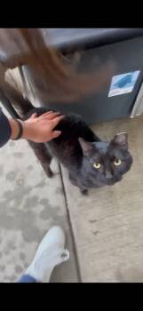 Domestic Short Hair Cats Available for Adoption - Chico | PetCurious