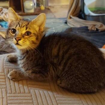 Rocket -  Tabby Cat for Adoption in Richmond, Virginia - Rocket | PetCurious