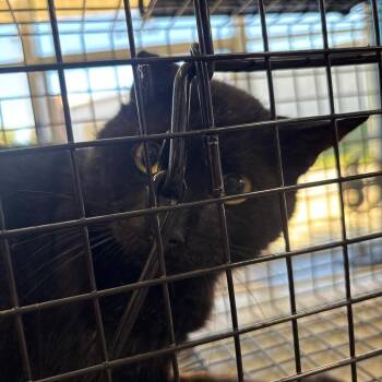 crowley -  Domestic Short Hair Cat for Adoption in Montgomery, Alabama - Crowley | PetCurious