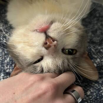 Rescue Domestic Short Hair Cats for Adoption in Long Beach, California - CRAIG | PetCurious