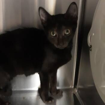 Monica -  Domestic Short Hair Cat for Adoption in Spokane, Washington - Monica | PetCurious