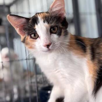 Lilith (26-8387) -  Domestic Short Hair Cat for Adoption in Fort Smith, Arkansas - Lilith (26-8387) | PetCurious