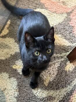 Blackberry -  Domestic Short Hair Cat for Adoption in Eaton Rapids, Michigan - Blackberry | PetCurious