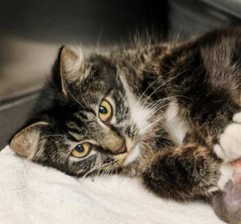 Domestic Long Hair and Domestic Short Hair Cats Available for Adoption in Dothan, Alabama - Sassy | PetCurious