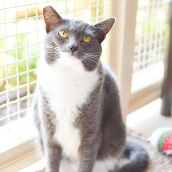 Gigi -  Domestic Short Hair Cat for Adoption in Kailua-kona, Hawaii - Gigi | PetCurious