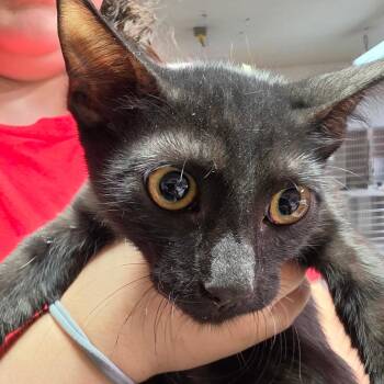 Clifford -  Domestic Short Hair Cat for Adoption in Leander, Texas - Clifford | PetCurious