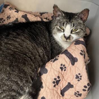 Mango Tango -  Domestic Short Hair Cat for Adoption in Gloucester, Virginia - Mango Tango | PetCurious
