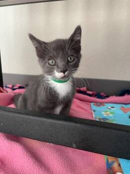 Rescue Domestic Short Hair Cats for Adoption in New Philadelphia, Ohio - Nightfall | PetCurious