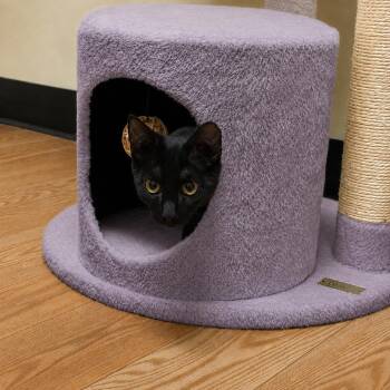 Jinx -  Domestic Short Hair Cat for Adoption in Hopewell, Virginia - Jinx | PetCurious