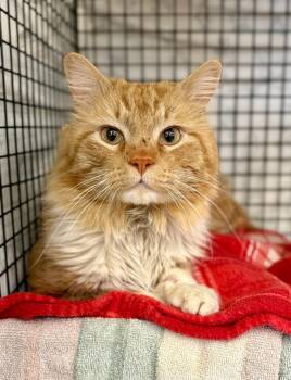 Domestic Long Hair Cats Available for Adoption in Gillette, Wyoming - Anudder Fluffer | PetCurious