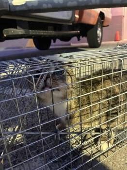 A801506 -  Domestic Short Hair Cat for Adoption in Louisville, Kentucky - A801506 | PetCurious