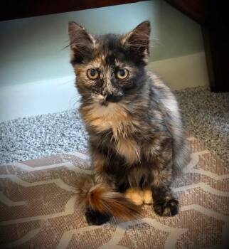 Clever -  Torbie Cat for Adoption in Darien Center, New York - Clever | PetCurious