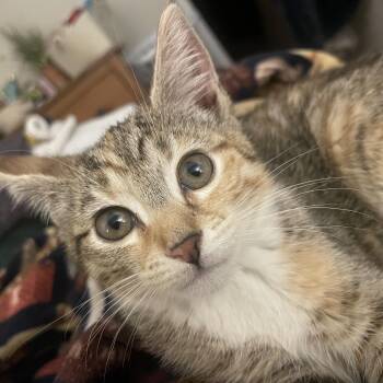Tawny -  Domestic Short Hair Cat Available for Adoption in Philadelphia, Pennsylvania - Tawny | PetCurious
