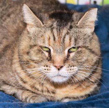 Roxy -  Domestic Short Hair Cat for Adoption in Cincinnati, Ohio - Roxy | PetCurious