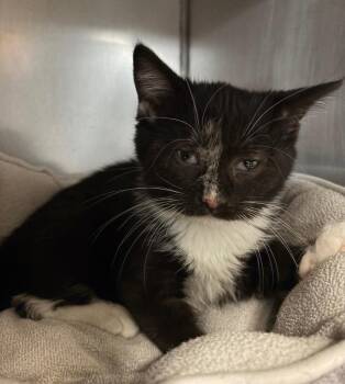 Domestic Short Hair Cats Available for Adoption in Huntington, Indiana - Remi | PetCurious