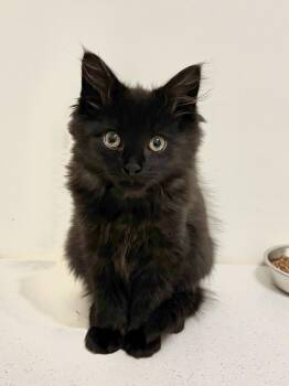 Elwood -  Domestic Medium Hair Cat for Adoption in Ottawa, Ontario - Elwood | PetCurious