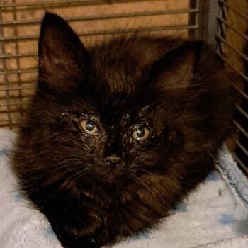 Siren -  Domestic Short Hair Cat for Adoption in Green Forest, Arkansas - Siren | PetCurious
