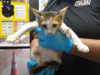 DELILAH -  Domestic Short Hair Cat for Adoption in Tulsa, Oklahoma - DELILAH | PetCurious