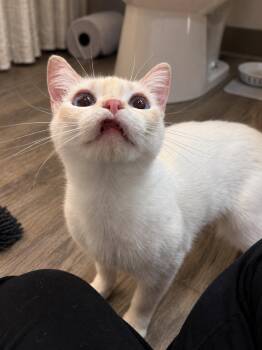 Sugar -  Siamese Cat for Adoption in Fresno, California - Sugar | PetCurious