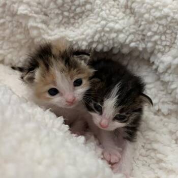 Karina -  Domestic Short Hair Cat for Adoption in Auburn, Alabama - Karina | PetCurious