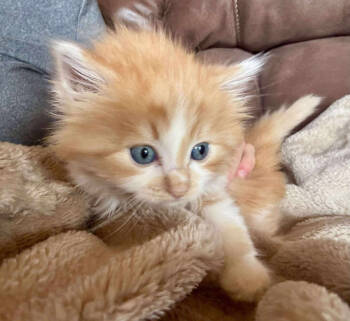 Rescue Domestic Long Hair Cats for Adoption in St. Cloud, Minnesota - Gina | PetCurious