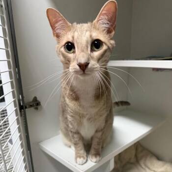 Diet Coke -  Domestic Short Hair Cat for Adoption in Waynesville, North Carolina - Diet Coke | PetCurious