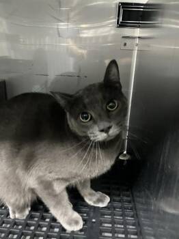 RAYITO -  Russian Blue Cat for Adoption in Dallas, Texas - RAYITO | PetCurious