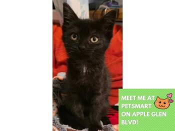 HALLWAY TAX -  Domestic Short Hair Cat for Adoption in Fort Wayne, Indiana - HALLWAY TAX | PetCurious