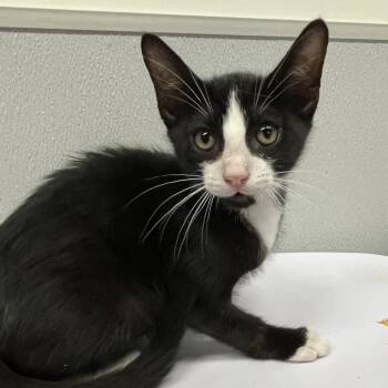 Domestic Short Hair Cats Available for Adoption in Tampa, Florida - Sage | PetCurious