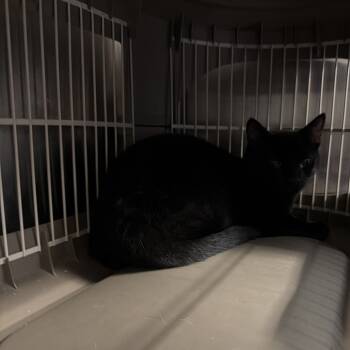 Rescue Domestic Short Hair Cats for Adoption in Port Charlotte, Florida - Dean | PetCurious