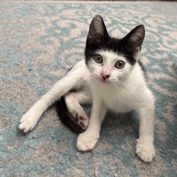 Rescue Domestic Short Hair Cats for Adoption in Port Richey, Florida - Ara | PetCurious