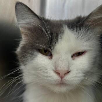 Chiquita -  Domestic Medium Hair Cat for Adoption in Chicago, Illinois - Chiquita | PetCurious