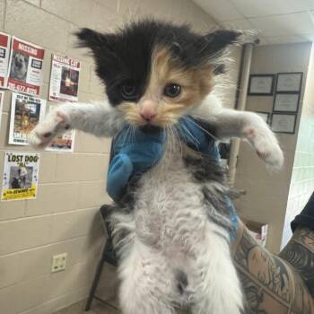 Poppy Seed -  Domestic Medium Hair Cat for Adoption in Birmingham, Alabama - Poppy Seed | PetCurious