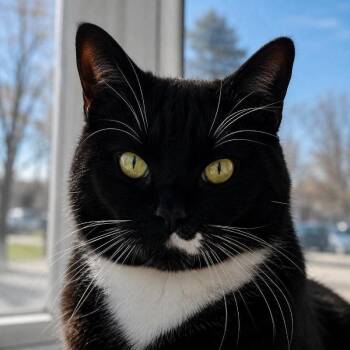 Tuxedo and Domestic Short Hair Cats Available for Adoption in Skyline, Minnesota - Frankie | PetCurious