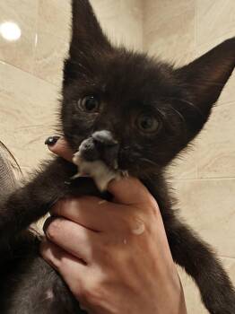 Nerds -  Domestic Short Hair Cat for Adoption in Chicago, Illinois - Nerds | PetCurious