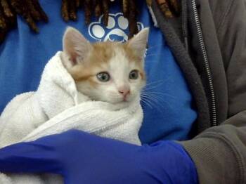 Rescue Domestic Short Hair Cats for Adoption in Dallas, Texas - EASTON | PetCurious