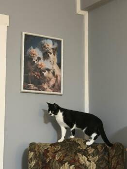 Alley -  Domestic Short Hair Cat for Adoption in Pleasant Valley, New York - Alley | PetCurious