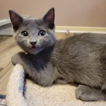 Ophelia -  Domestic Short Hair Cat for Adoption in Shawnee, Kansas - Ophelia | PetCurious