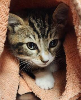 Nico -  Domestic Short Hair Cat for Adoption in Vancouver, Washington - Nico | PetCurious
