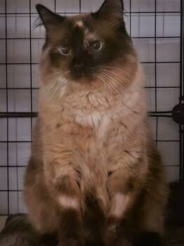 Rescue Domestic Medium Hair and Siamese Cats for Adoption in Shell Lake, Wisconsin - CoCo | PetCurious