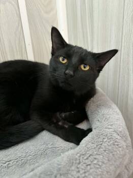 Domestic Short Hair Cats Available for Adoption in Ona, West Virginia - Jezzy | PetCurious