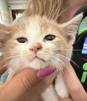 Tom Sawyer -  Domestic Long Hair Cat Available for Adoption in Poplar Grove, Illinois - Tom Sawyer | PetCurious