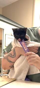Mochi -  Domestic Medium Hair Cat for Adoption in Tulsa, Oklahoma - Mochi | PetCurious