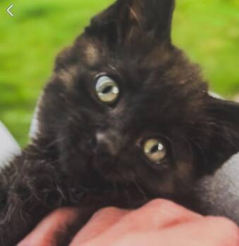 Pete the Cat -  Domestic Short Hair Cat for Adoption in Spokane, Washington - Pete The Cat | PetCurious