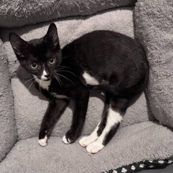 Gyda -  Domestic Short Hair Cat for Adoption in Seymour, Tennessee - Gyda | PetCurious