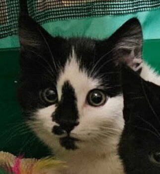 Rescue Domestic Short Hair Cats for Adoption in Evergreen, Colorado - Jolly | PetCurious