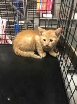 CHEEZ-IT -  Domestic Short Hair Cat for Adoption in Conroe, Texas - CHEEZ-IT | PetCurious