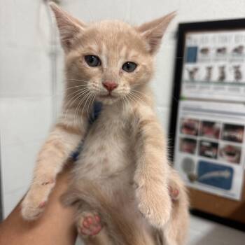 Bing Bong -  Domestic Short Hair Cat Available for Adoption in Edinburg, Texas - Bing Bong | PetCurious