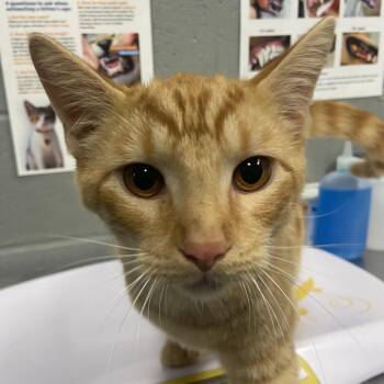 Fanta -  Domestic Short Hair Cat for Adoption in Allentown, Pennsylvania - Fanta | PetCurious